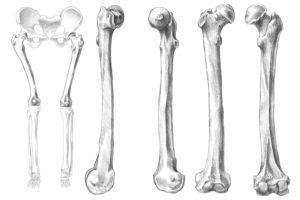 人体で一番長い骨のスケッチ