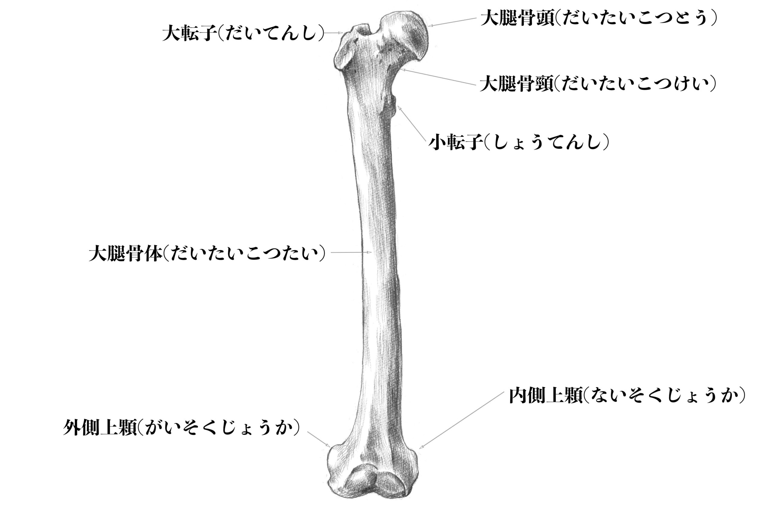 大腿骨(前から)のスケッチ
