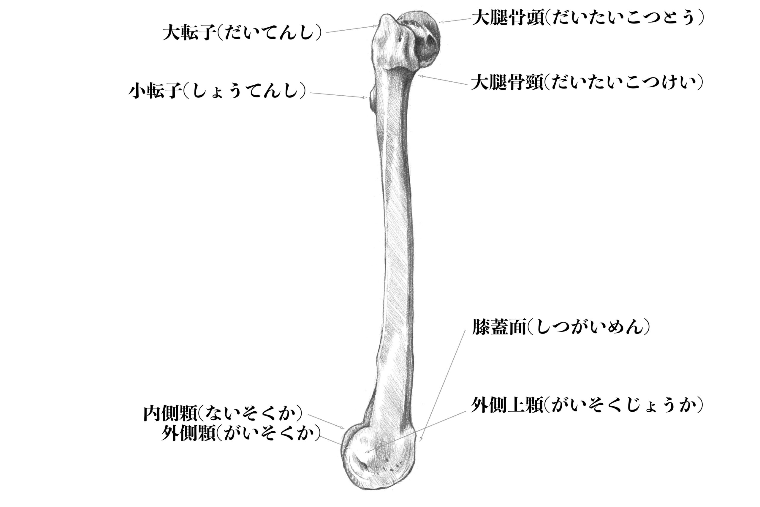 大腿骨(外側)のスケッチ