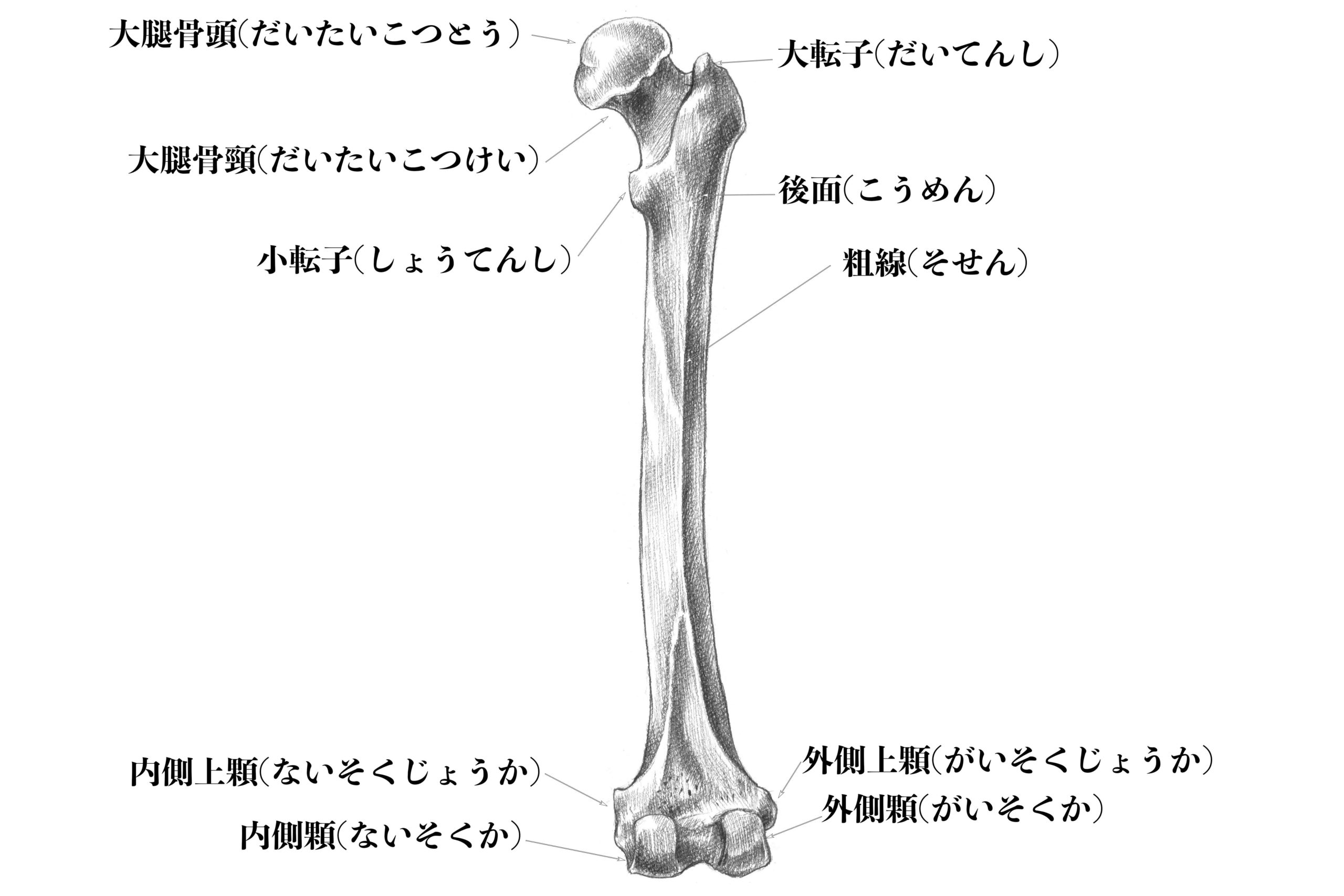 大腿骨(後ろから)