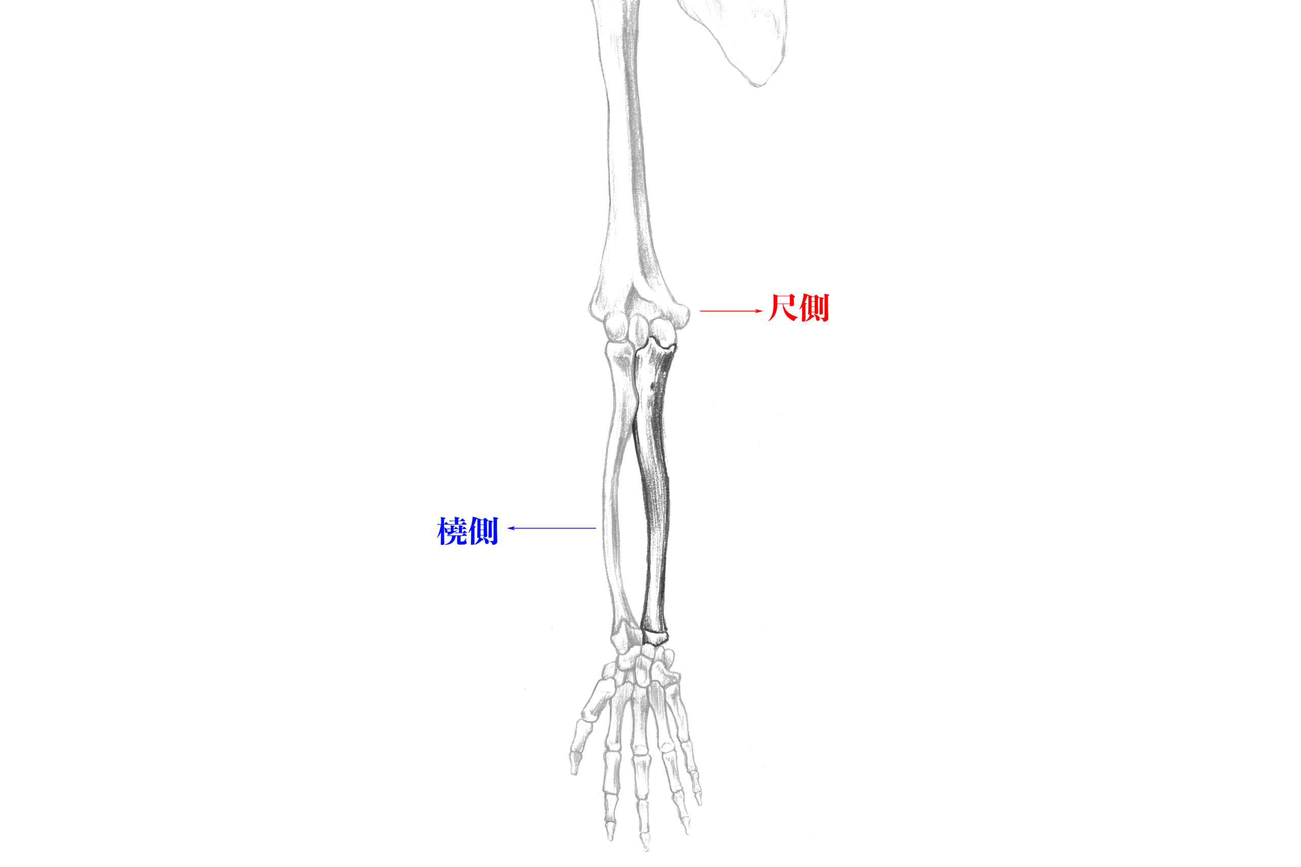 尺側と橈側