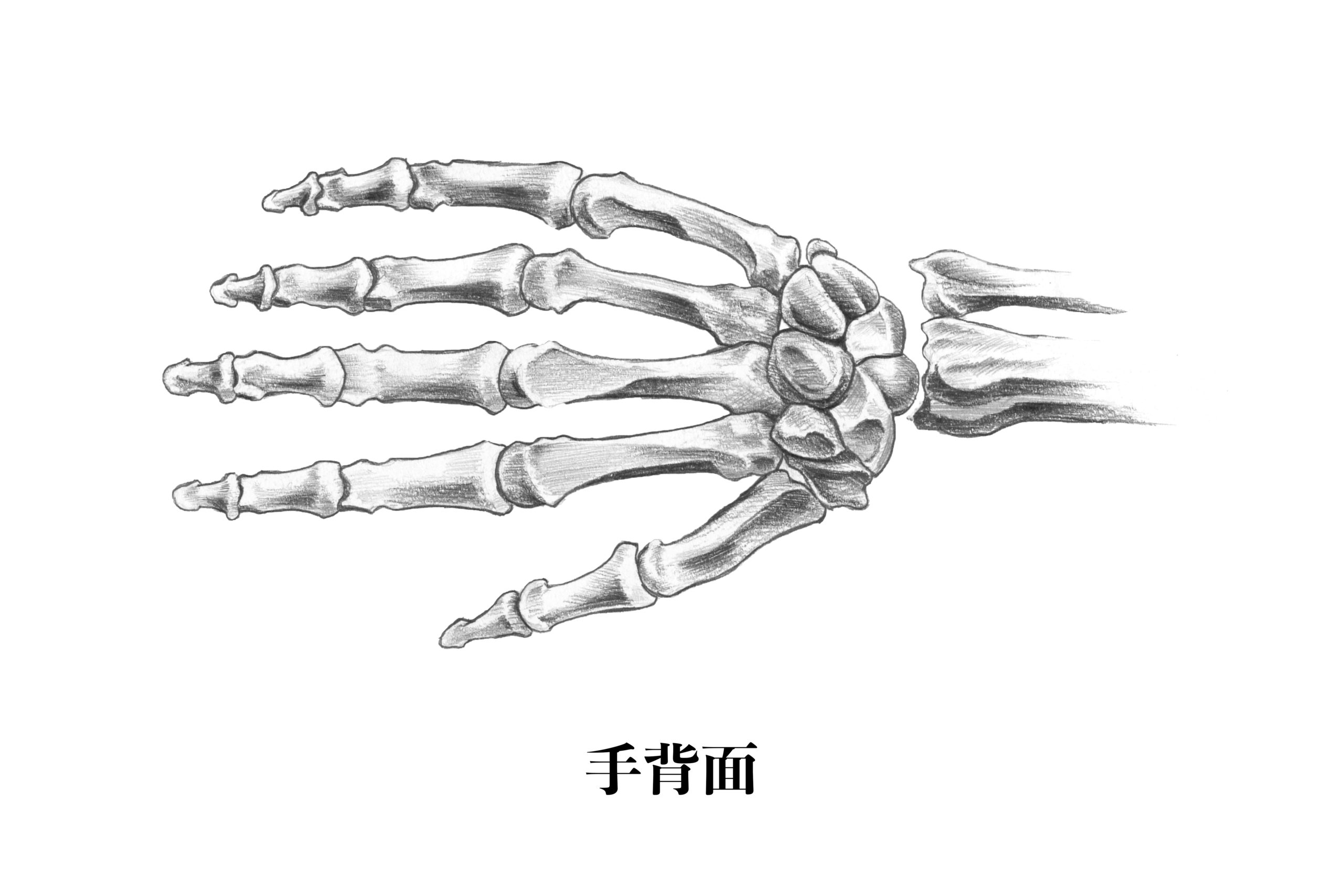 图1-1-34 手骨-新编人体解剖学-医学