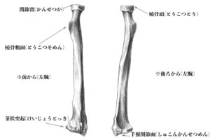 橈骨(前後から)のスケッチ