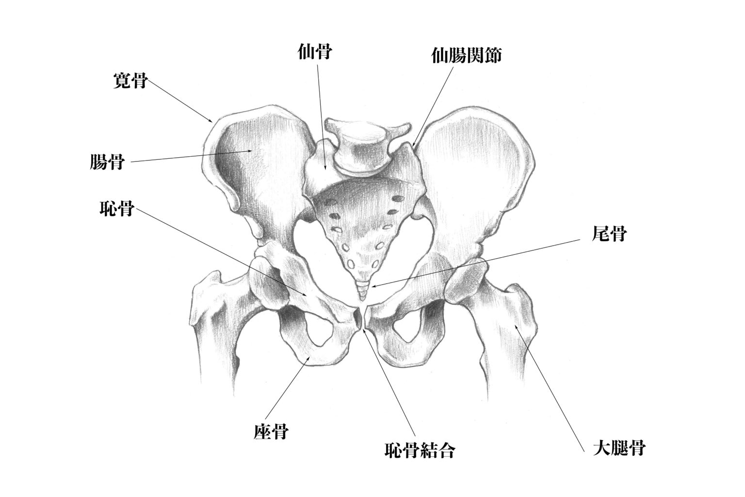 【基礎から学ぶ】骨の形状分類【解剖学】 - PTOT国家試験対策ブログ