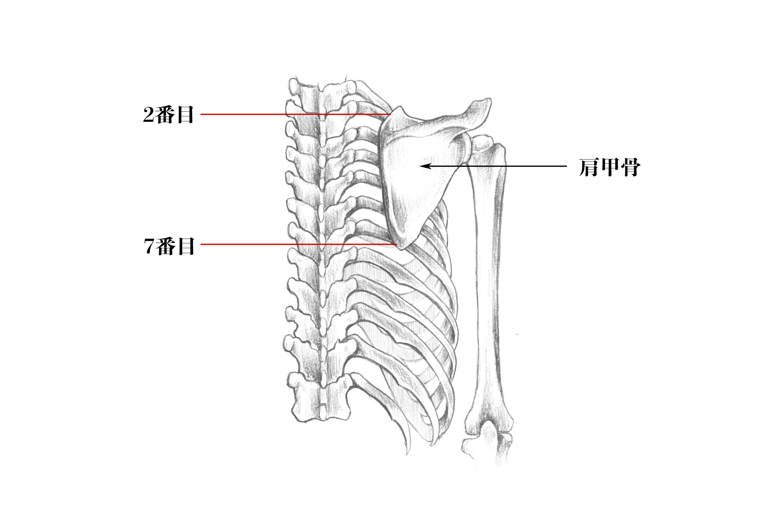 肩甲骨の位置のスケッチ