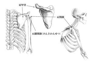 肩鎖関節と肩関節のスケッチ
