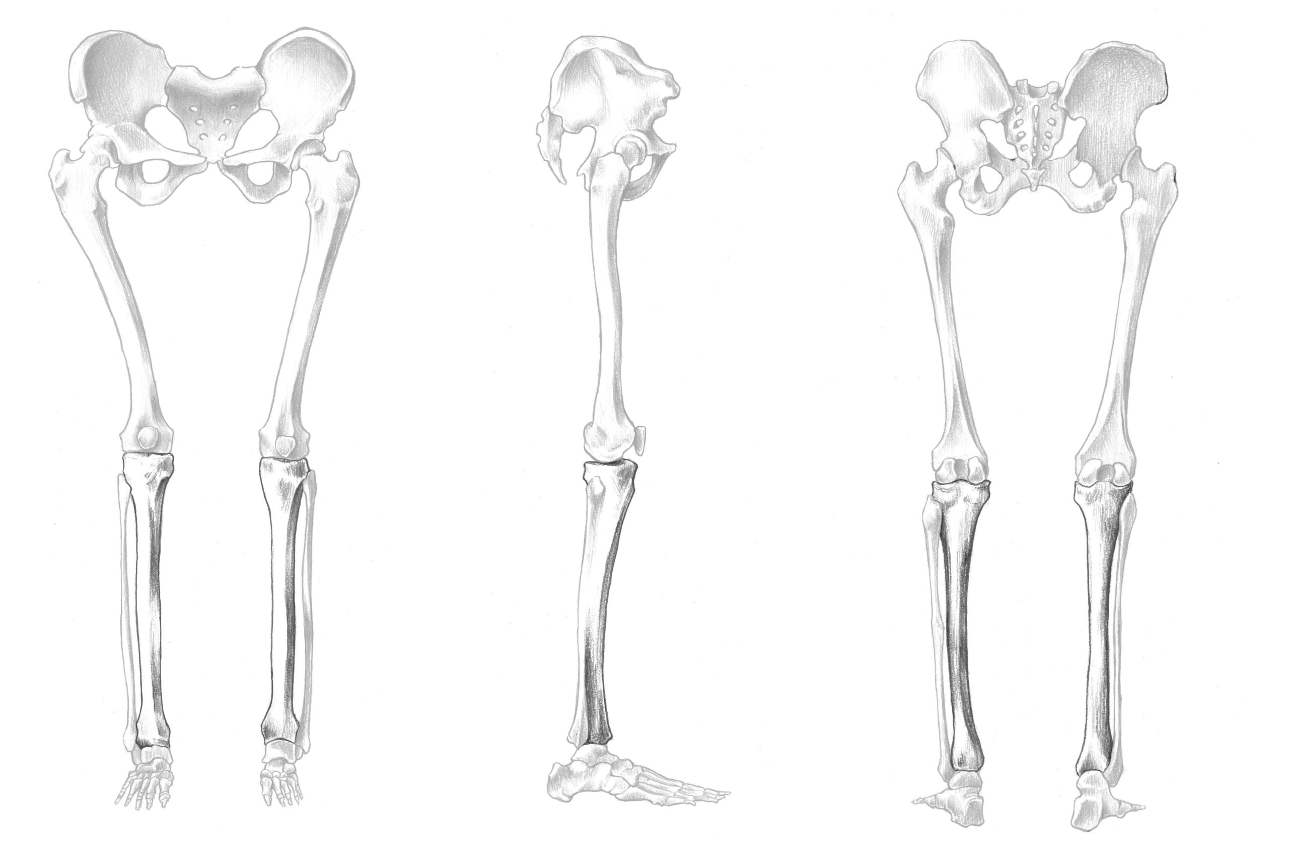脛骨の位置