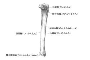 脛骨外側