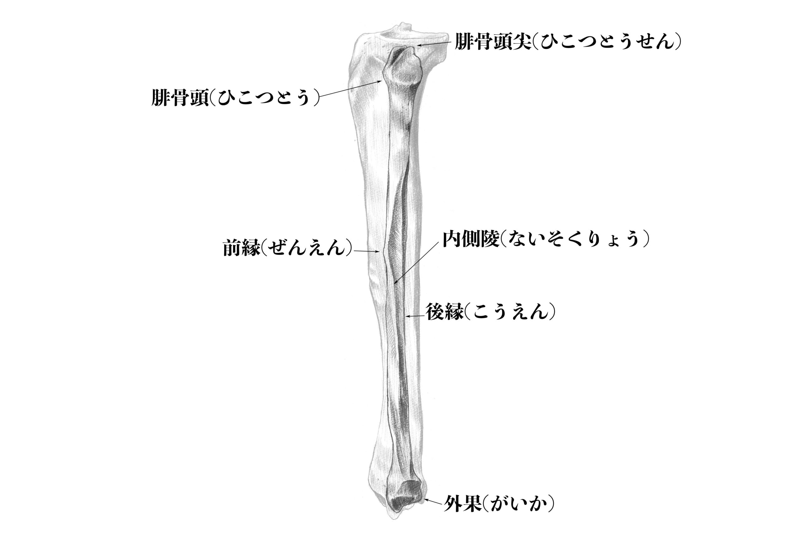 腓骨内側のスケッチ
