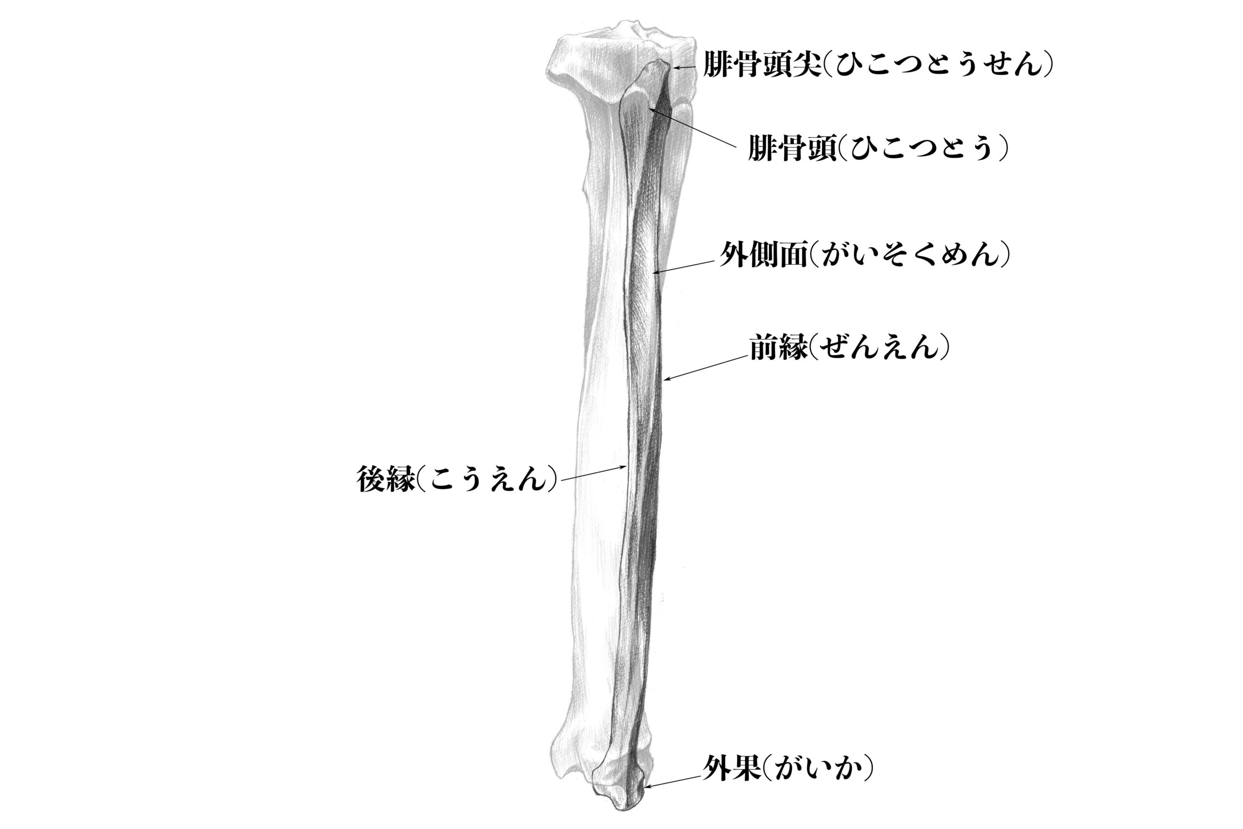 腓骨外側のスケッチ