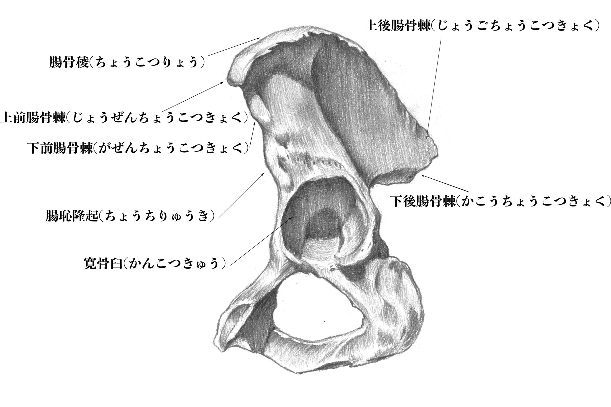 腸骨(外側)のスケッチ