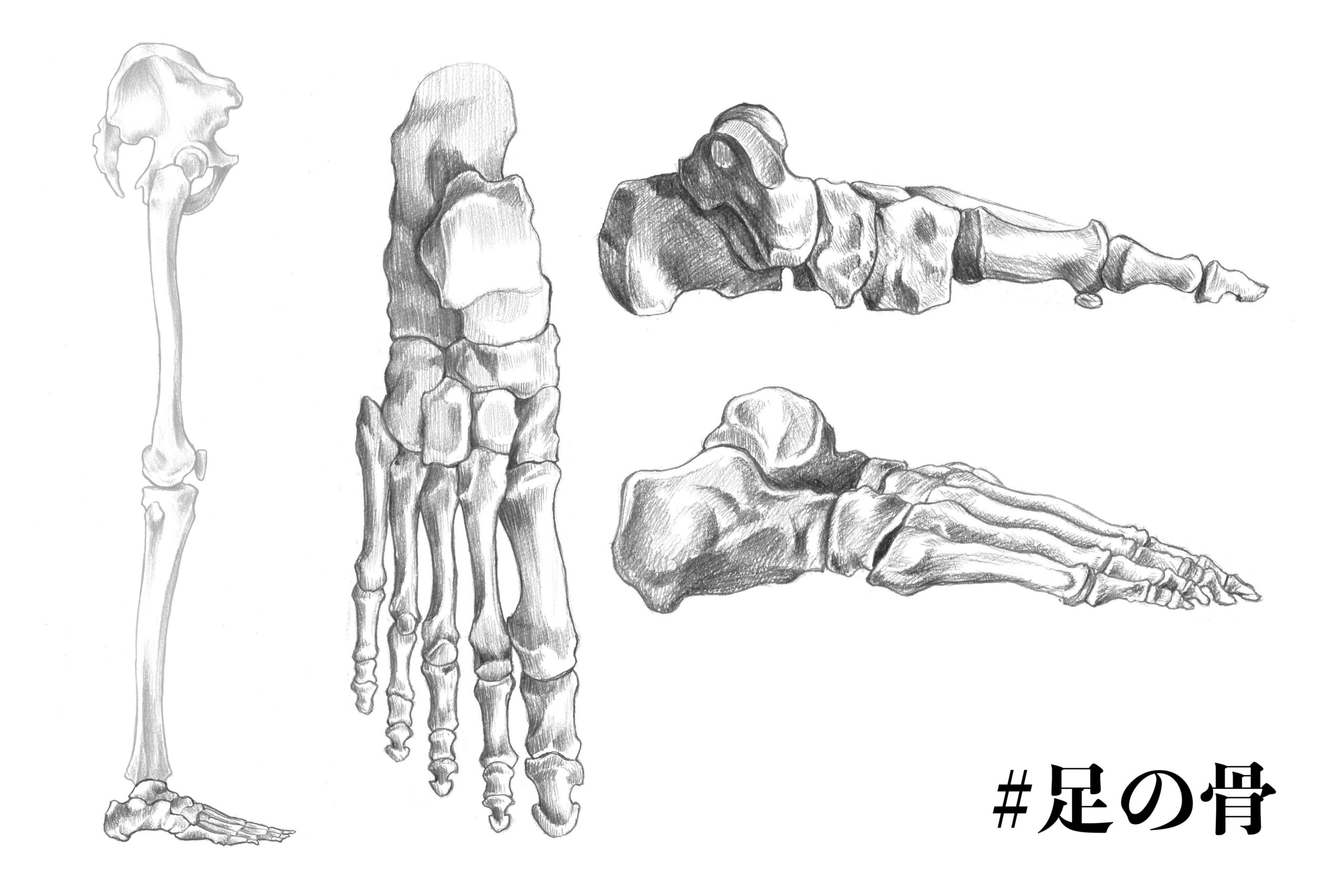 足の骨についてのスケッチ