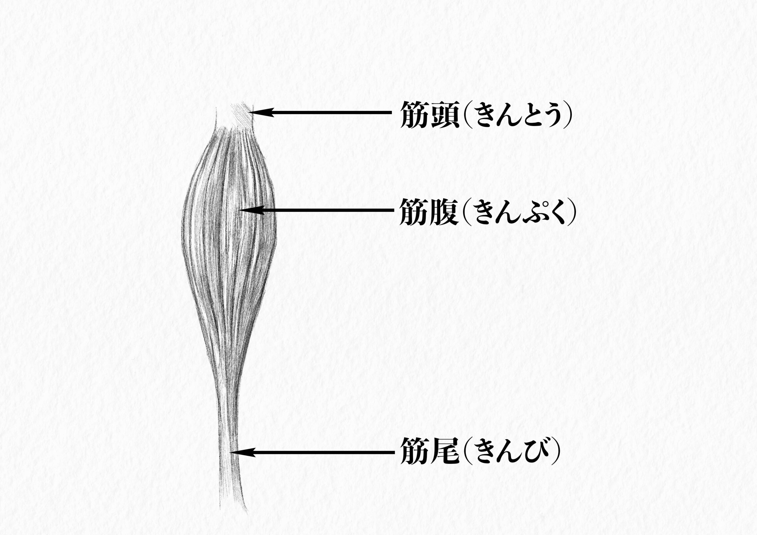 美術解剖学 筋肉の基本形状と構造を解説 イラスト ナツヲカケル 兼業クリエイター雑記