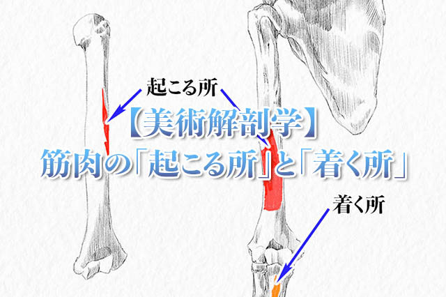 美術解剖学 筋肉の 起こる所 と 着く所 イラスト ナツヲカケル 兼業クリエイター雑記