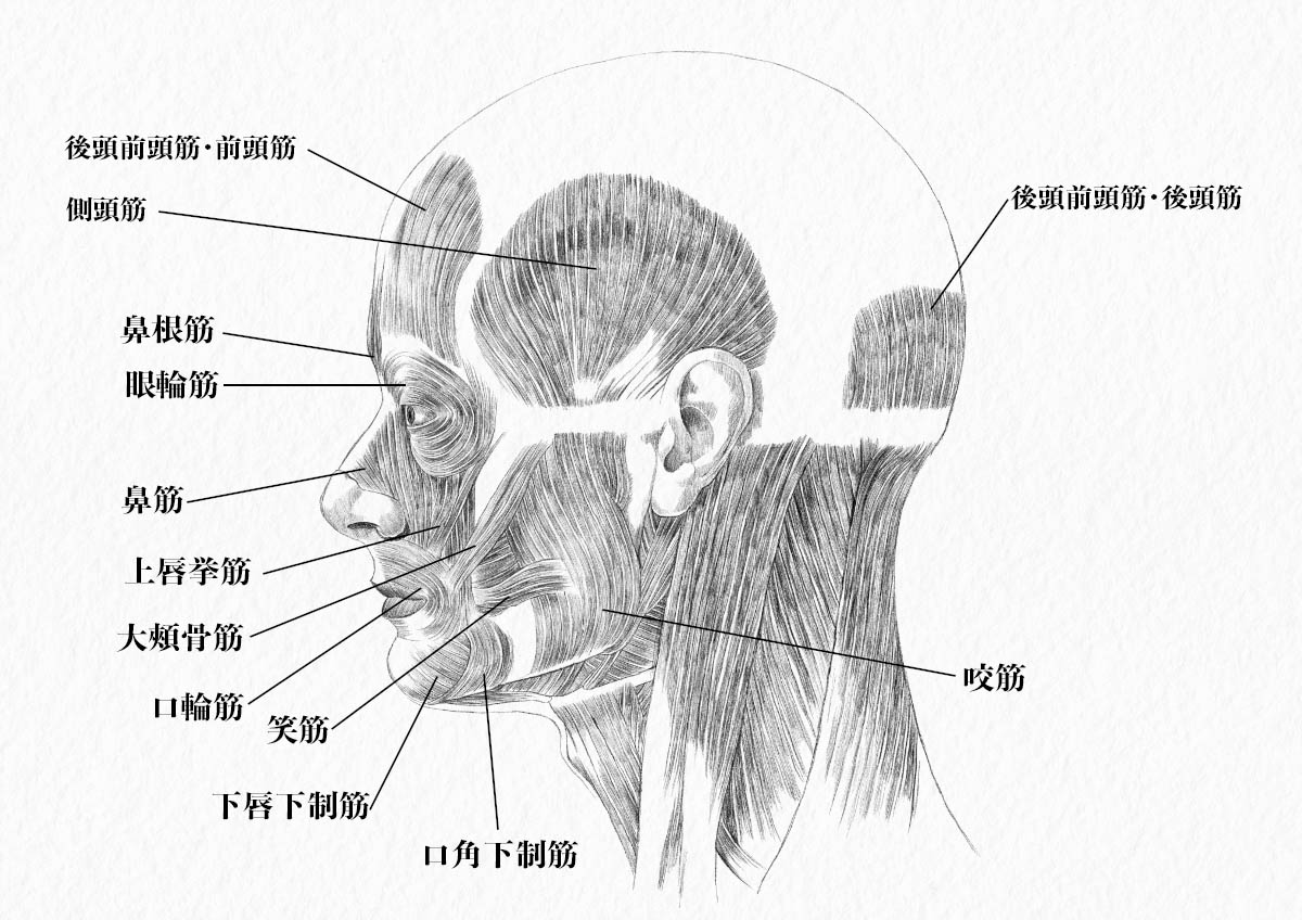 美術解剖学 頭部の筋肉をイラストで解説 ナツヲカケル 兼業クリエイター雑記