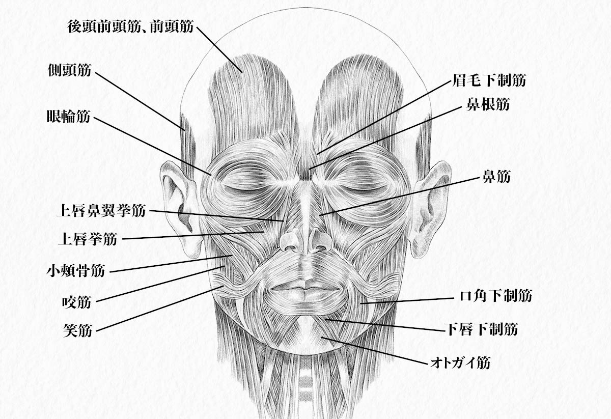 美術解剖学 頭部の筋肉をイラストで解説 ナツヲカケル 兼業クリエイター雑記