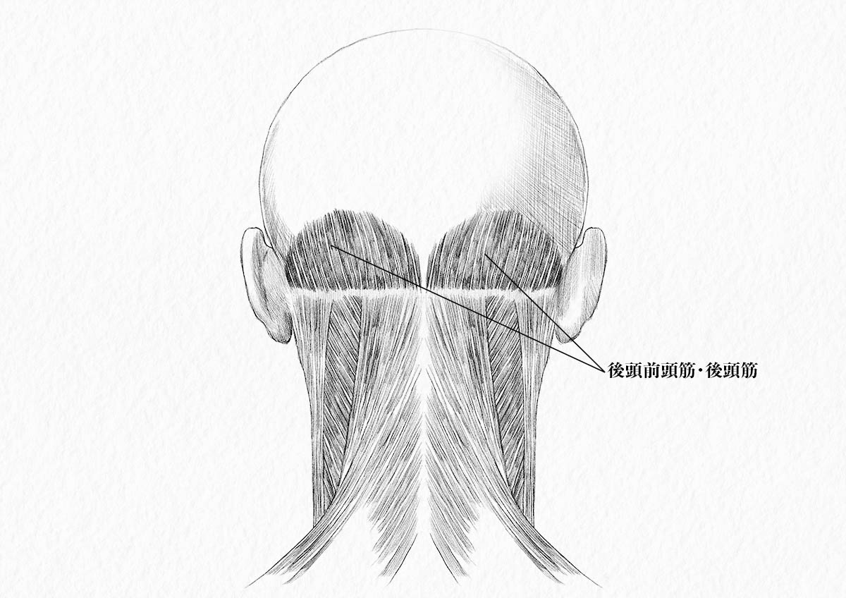 美術解剖学 頭部の筋肉をイラストで解説 ナツヲカケル 兼業クリエイター雑記