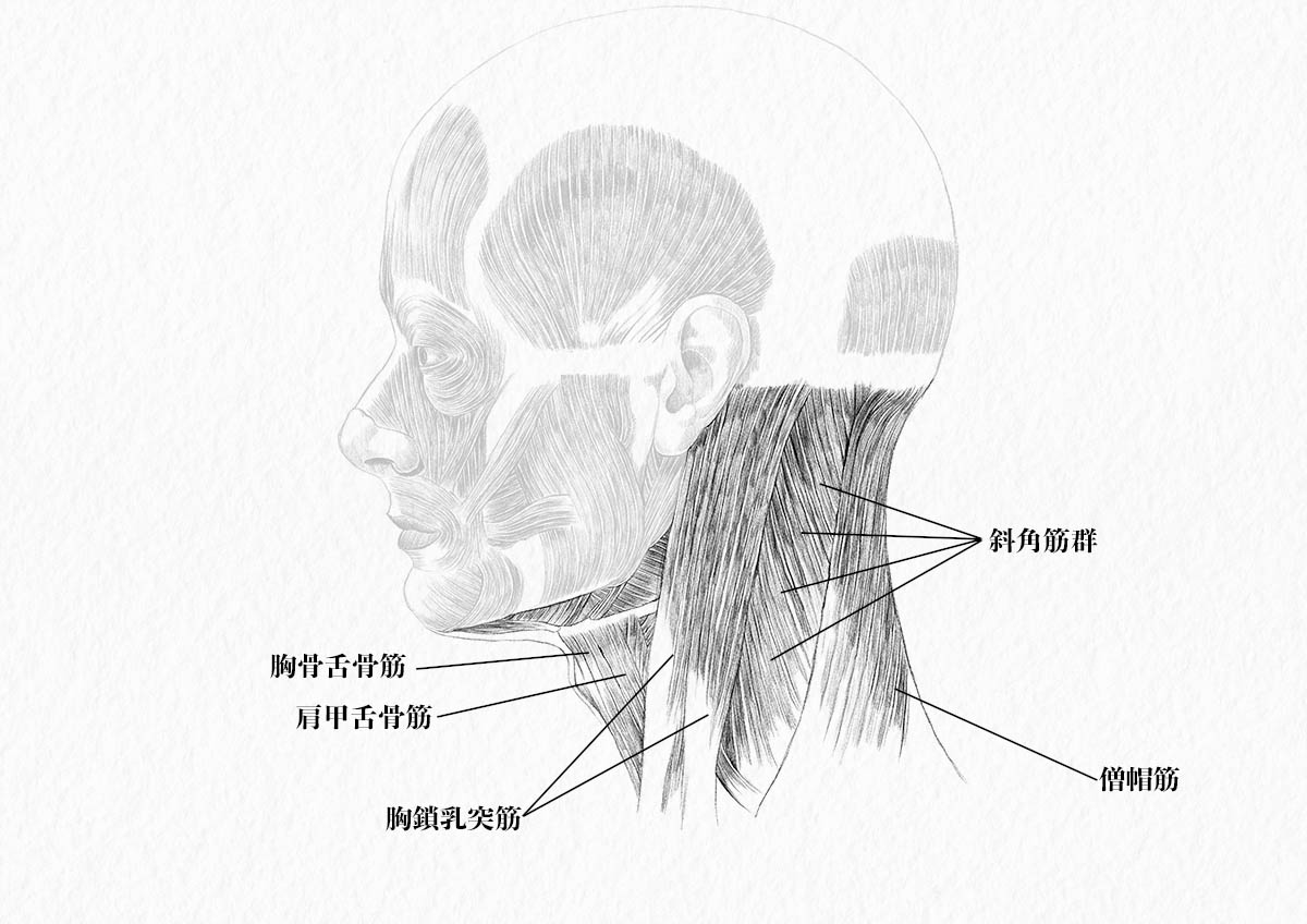 美術解剖学 頸部 首 の筋肉をイラストで解説 ナツヲカケル 兼業クリエイター雑記