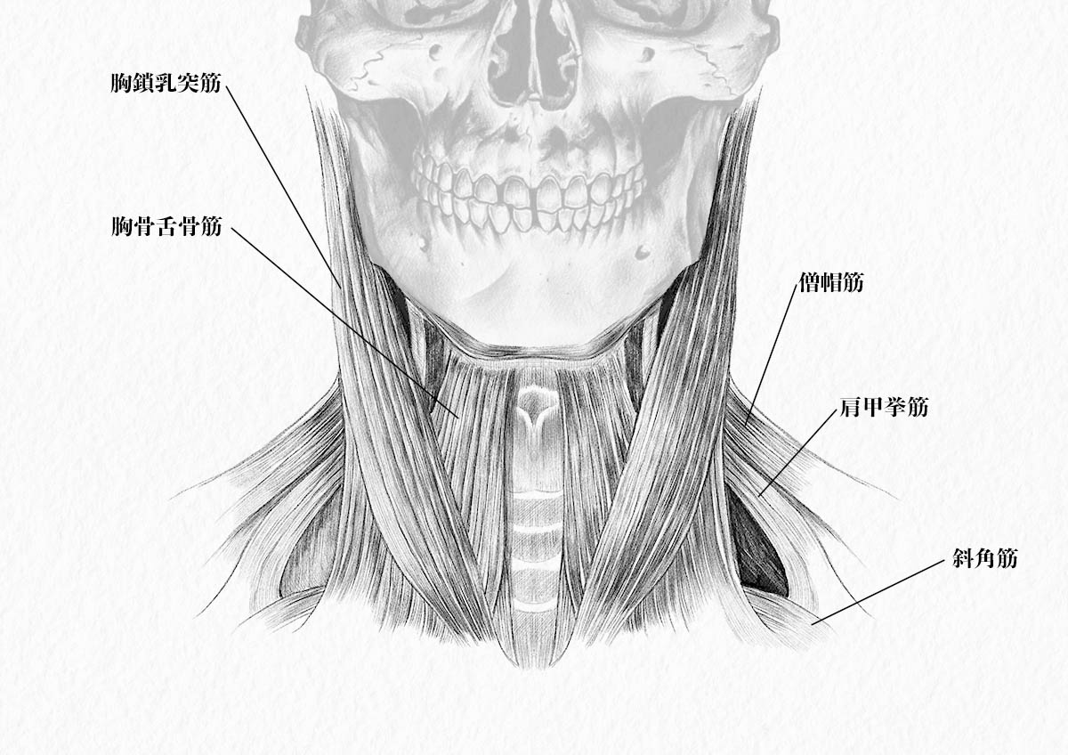 美術解剖学 頸部 首 の筋肉をイラストで解説 ナツヲカケル 兼業クリエイター雑記