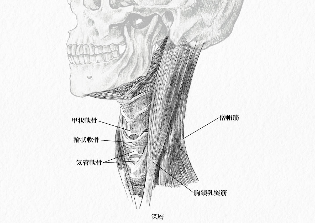 美術解剖学 頸部 首 の筋肉をイラストで解説 ナツヲカケル 兼業クリエイター雑記