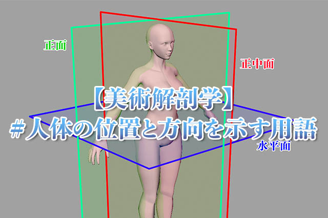 美術解剖学人体の位置と方向を示す用語アイキャッチ